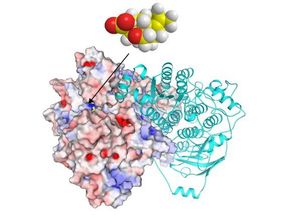 A natural product that could lead to new class of commercial herbicide and drugs