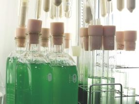 Harnessing energy from algae