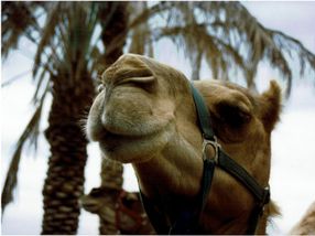 Camels’ noses inspire a new humidity sensor