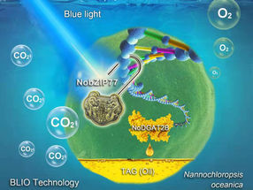 Microalgae-based conversion of carbon dioxide to biofuels
