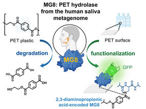 New PET Hydrolase