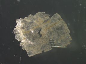 Final destination deep sea: microplastics impact ocean floor even more than assumed