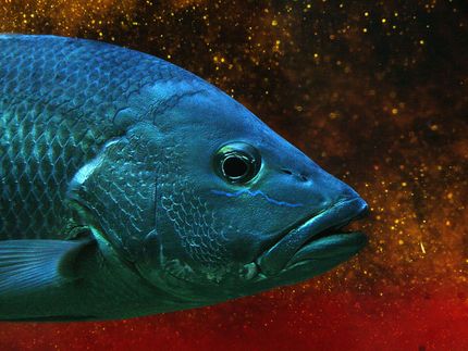 Nanoplastics can move up the food chain from plants to insects and from insects to fish