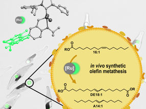 Algae as microscopic biorefineries