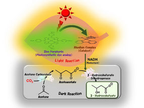 Success in synthesizing biodegradable plastic materials using sunlight and CO₂
