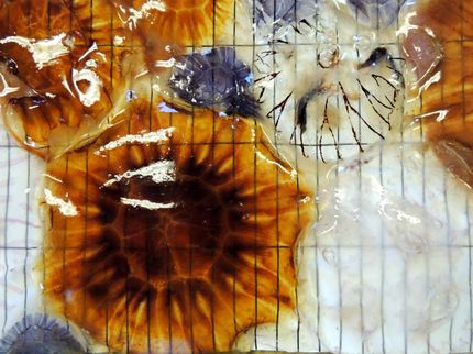 Jellyfish help scientists to fight food fraud