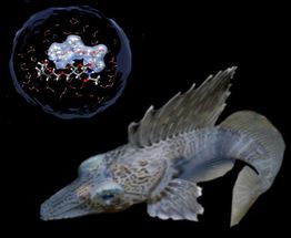 Warum Fische im Eismeer nicht einfrieren