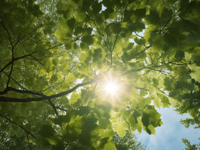 Photosynthesis: varying roads lead to the reaction center