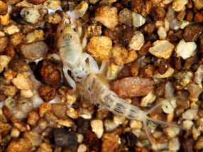 Insecticides affect aquatic insects in unexpected ways