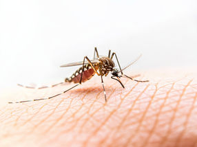 How mosquito larva guts could help create highly specific insecticides