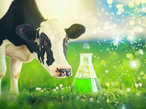 BASF researching CO2-neutral production of bio-based fumarate using bacteria found in cow stomachs