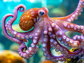 Octopus-inspired adhesive works well in wet conditions