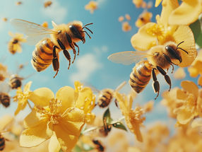 Bee-friendly protection for plants