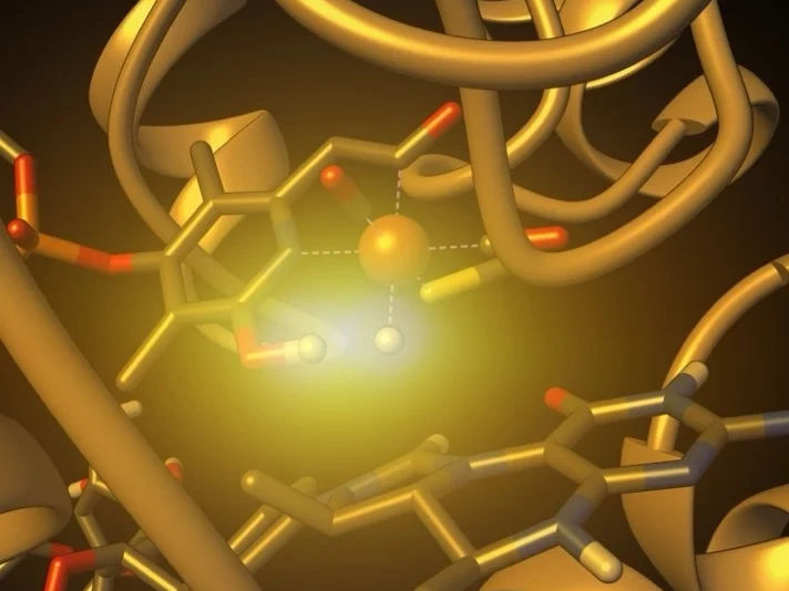 [Fe]-hydrogenase catalysis visualized using para-hydrogen-enhanced nuclear magnetic resonance spectroscopy - Spectroscopic method provides more precise insights into hydrogen conversion