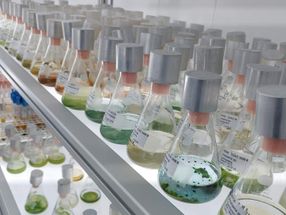 Fighting Chemical Pollution Water: Purification using Algae
