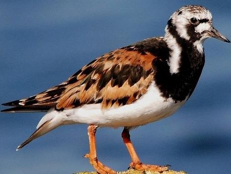 PFAS: Found 180 times more ‘forever chemicals’ in birds - New technology allows for much more precise measurements of these chemicals in organisms