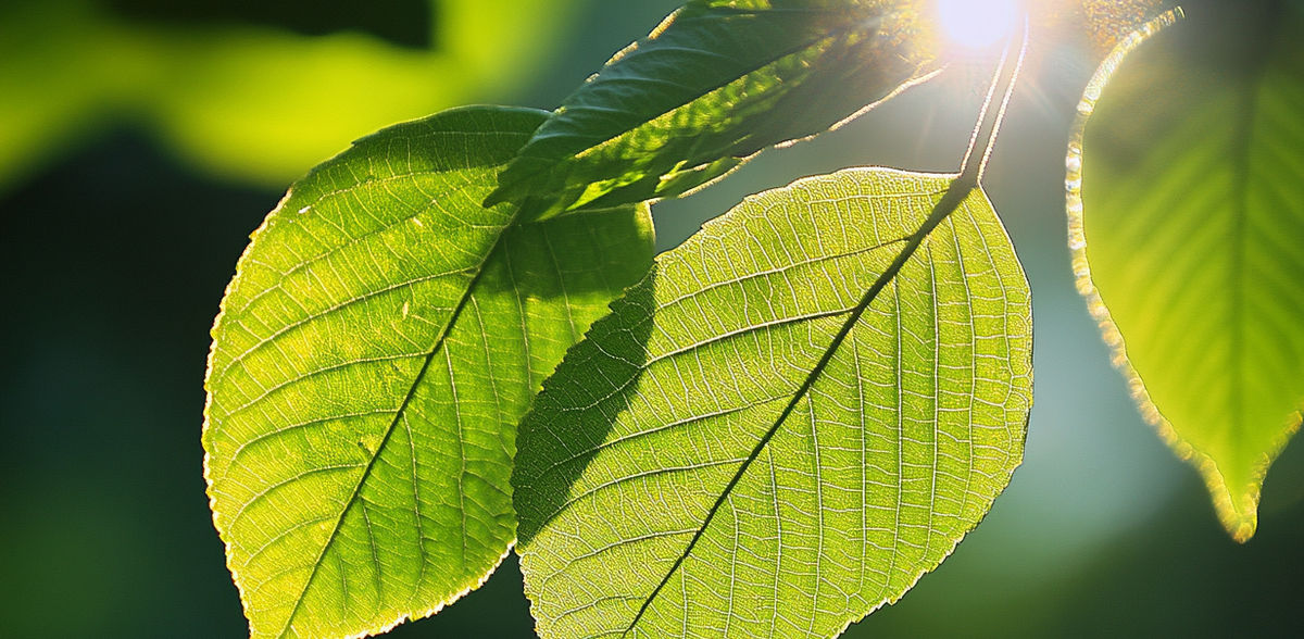 Artificial Photosynthesis: Chemists Mimic Plants
